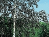 Betula verrucasa pendula Purprea